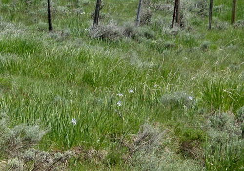 GDMBR: Some Wild Irises.